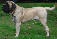Mastiff
