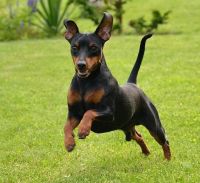 Miniature Pinscher