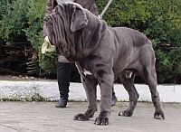 Neapolitan Mastiff