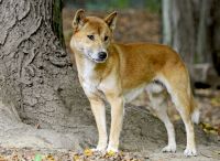 New Guinea singing dog