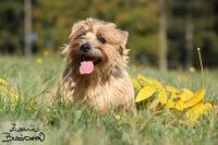 Norfolk terrier
