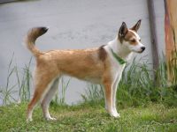 Norwegian Lundehund
