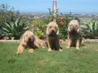 Otterhound