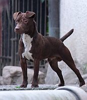 Patterdale Terrier