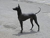 Peruvian Hairless Dog