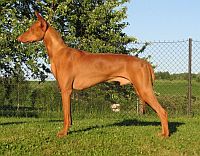 Pharaoh Hound