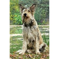 Picardy Sheepdog