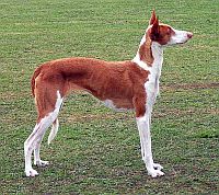 Podenco Ibicenco