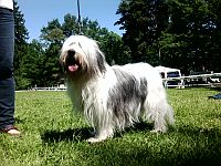 Polish Lowland Sheepdog
