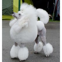 Poodle Medium