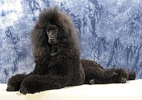 Poodle Standard
