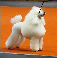 Poodle Toy