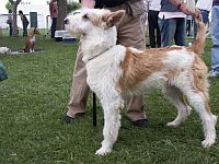 Portuguese Podengo Grande (Wire)