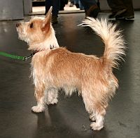 Portuguese Podengo Pequeno (Wire)