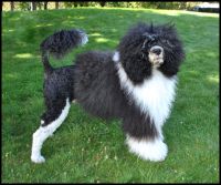 Portuguese Water Dog