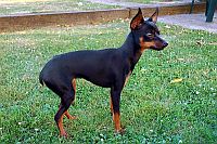 Prague Ratter