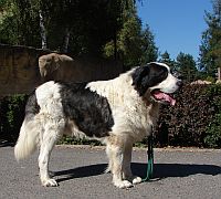 Pyrenean Mastin