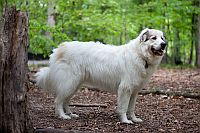Pyrenean Mountain Dog