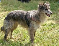 Pyrenean Shepherd Smooth-faced 