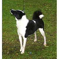Russian-European Laika