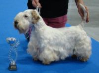 Sealyham terrier
