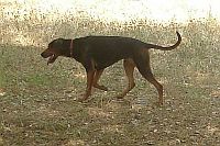 Serbian Hound