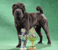 Shar Pei