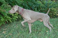 short-haired Weimaraner