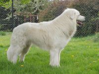 Slovak Cuvac