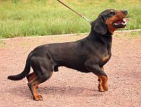 Slovakian Hound