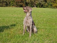 Slovakian Wirehaired Pointer