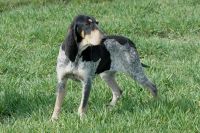 Small Gascony Blue