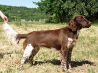 Small Münsterländer