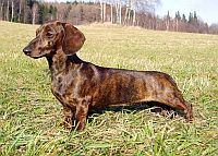 Smooth-haired Miniature Dachshund