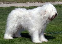 South Russian Shepherd Dog