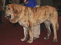 Spanish Mastiff