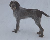 Spinone Italiano