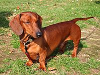 Standard Smooth-haired Dachshund