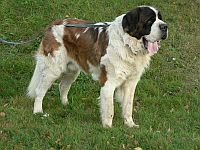 St. Bernard longhaired