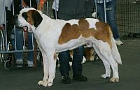 St. Bernard shorthaired