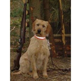 Styrian Coarse-haired Hound
