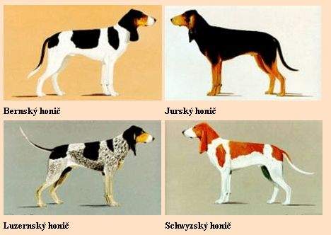Swiss Hound