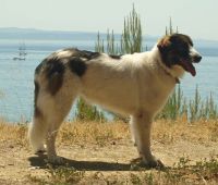 Tornjak