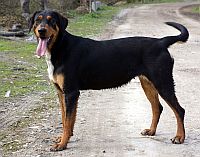 Transylvanian Hound