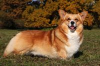 Welsh Corgi Pembroke