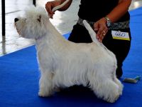 West Highland White Terrier