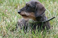 Wire-haired Miniature Dachshund