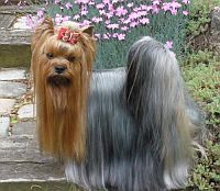 Yorkshire Terrier